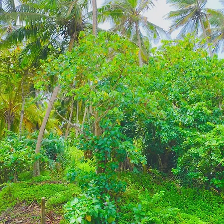 Surf Home Stay Hiriketiya Dikwella Exterior foto